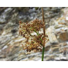 Juncus effusius