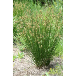 Juncus effusius