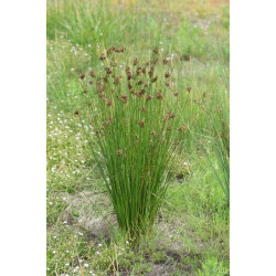 Juncus effusius