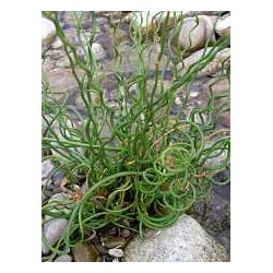 Juncus effusius spiralis