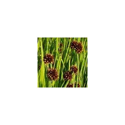 Juncus ensifolius
