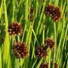 Juncus ensifolius