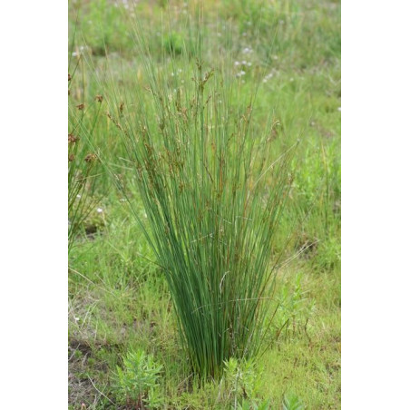 Juncus inflexus