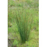 Juncus inflexus