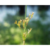 Juncus inflexus
