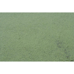 Lemna minor (Lentilles d'eau)