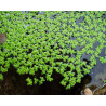 Lemna minor (Lentilles d'eau)