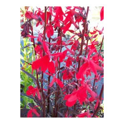 Lobellia cardinalis 'Queen Victoria'