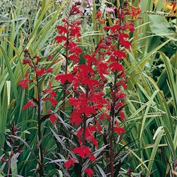 Lobellia cardinalis 'Queen Victoria'