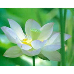 Lotus : Nelumbo blanc (Blanc pur)