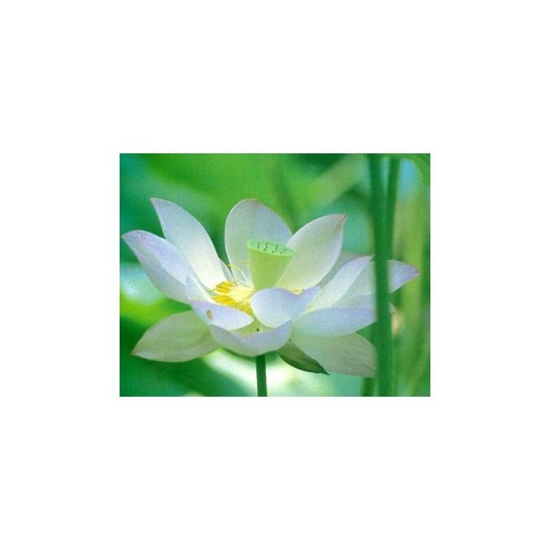 Lotus : Nelumbo blanc (Blanc pur)