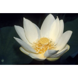 Lotus : Nelumbo luteum (Blanc/jaune simple)