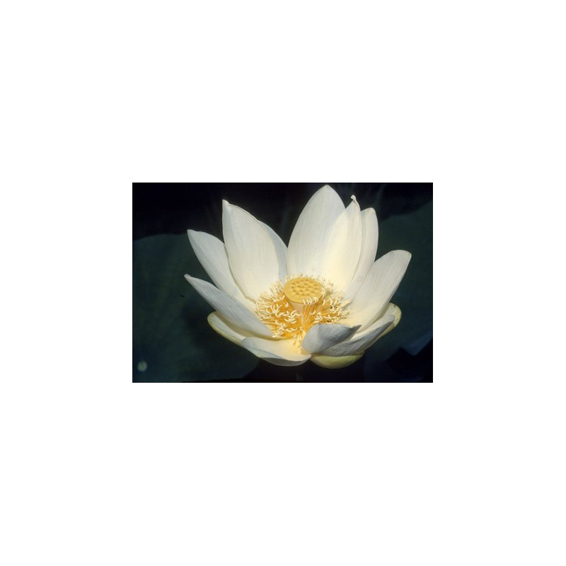 Lotus : Nelumbo luteum (Blanc/jaune simple)