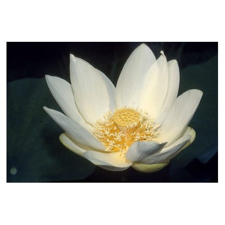Lotus : Nelumbo luteum (Blanc/jaune simple)