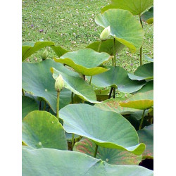 Lotus : Nelumbo luteum (Blanc/jaune simple)