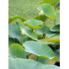 Lotus : Nelumbo luteum (Blanc/jaune simple)
