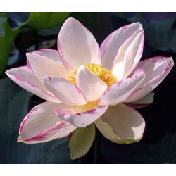 Lotus : Nelumbo nucifera 'Empress' (Bicolor blanc liseré rouge)