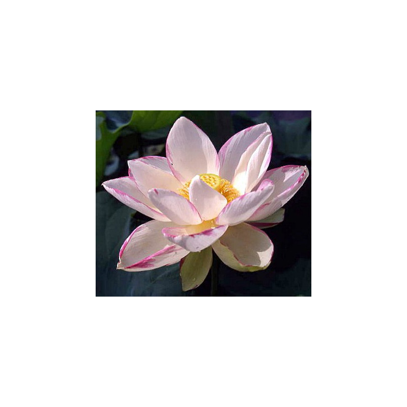 Lotus : Nelumbo nucifera 'Empress' (Bicolor blanc liseré rouge)