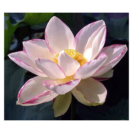 Lotus : Nelumbo nucifera 'Empress' (Bicolor blanc liseré rouge)