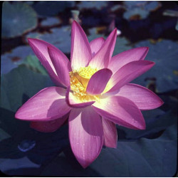 Lotus : Nelumbo nucifera 'First Lady' (Rose foncé)