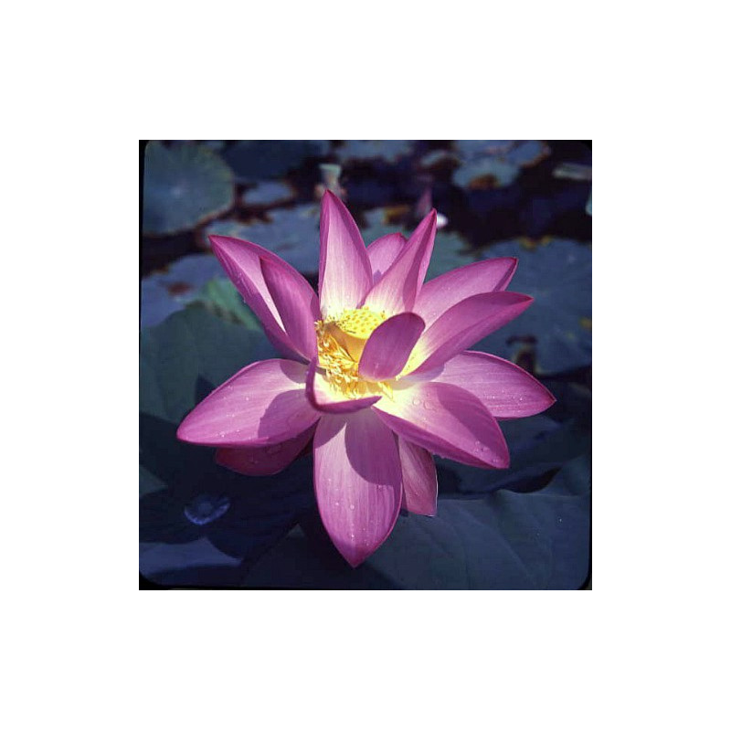 Lotus : Nelumbo nucifera 'First Lady' (Rose foncé)