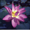 Lotus : Nelumbo nucifera 'First Lady' (Rose foncé)