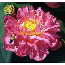 Lotus : Nelumbo nucifera 'Momo Botan' (Nain rouge double)