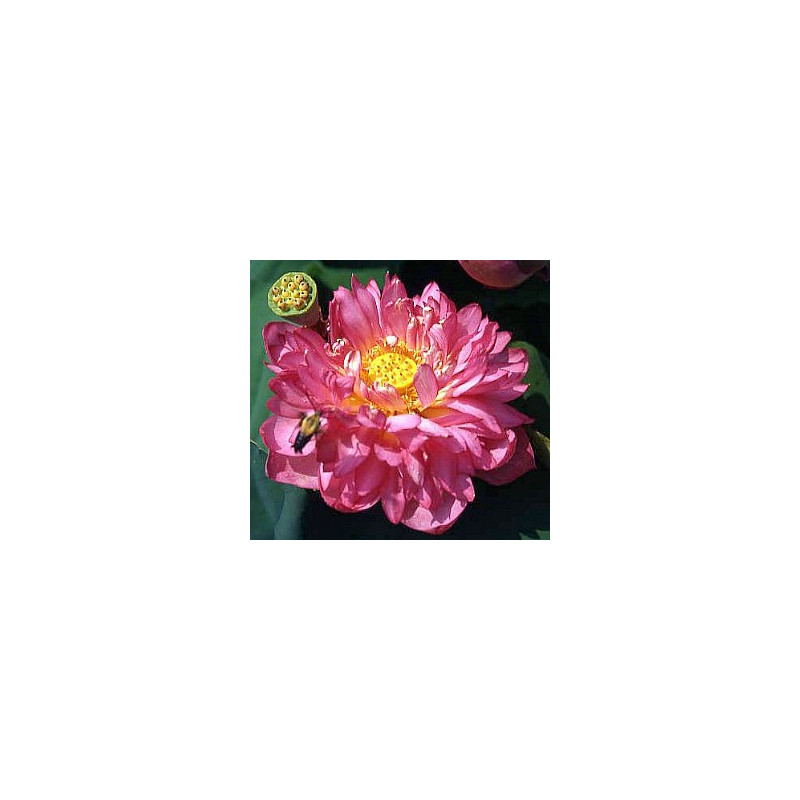 Lotus : Nelumbo nucifera 'Momo Botan' (Nain rouge double)