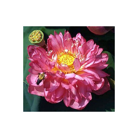 Lotus : Nelumbo nucifera 'Momo Botan' (Nain rouge double)