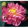 Lotus : Nelumbo nucifera 'Momo Botan' (Nain rouge double)
