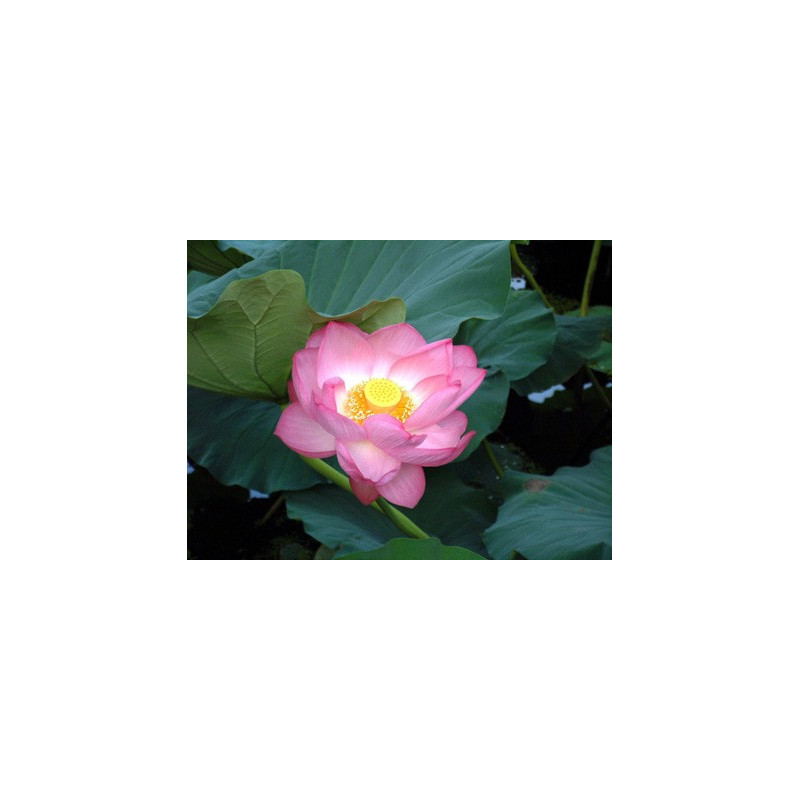 Lotus : Nelumbo nucifera (Rose simple)