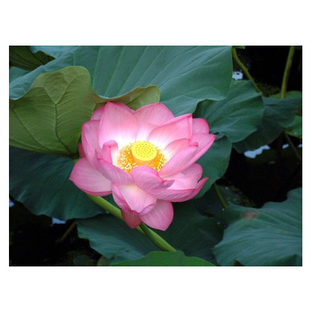 Lotus : Nelumbo nucifera (Rose simple)