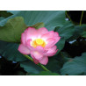 Lotus : Nelumbo nucifera (Rose simple)
