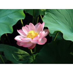 Lotus : Nelumbo nucifera (Rose simple)
