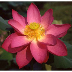 Lotus : Nelumbo nucifera (Rouge simple)