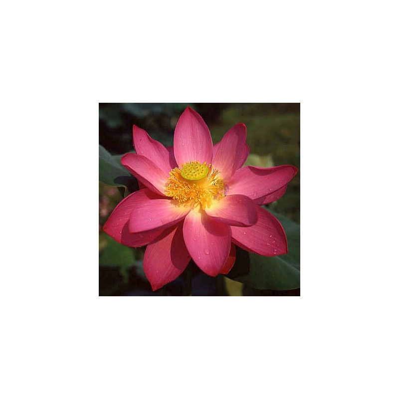 Lotus : Nelumbo nucifera (Rouge simple)