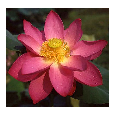 Lotus : Nelumbo nucifera (Rouge simple)
