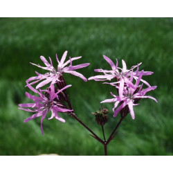 Lychnis flos-cuculi