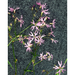 Lychnis flos-cuculi