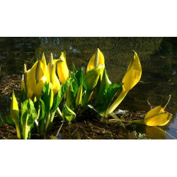 Lysichitum americanum