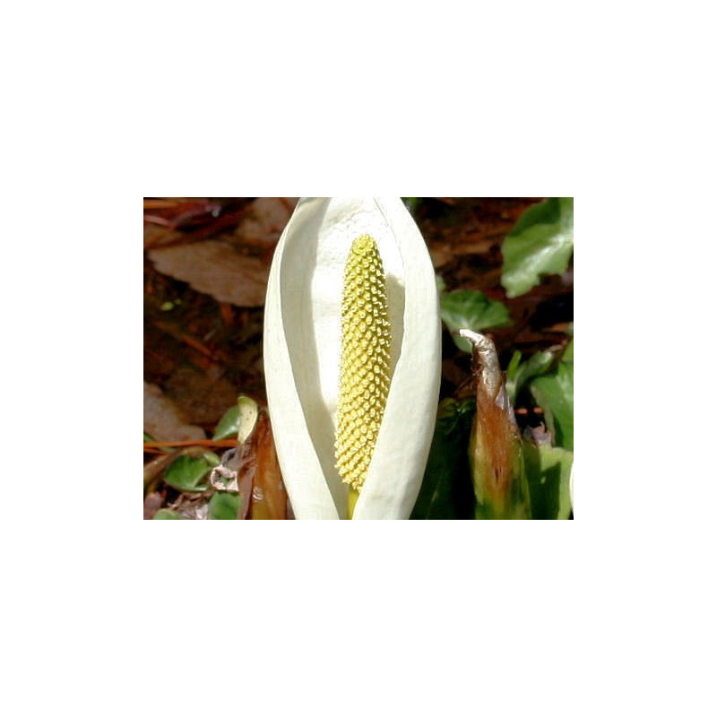 Lysichitum camtschatcense