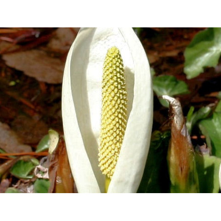 Lysichitum camtschatcense