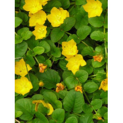 Lysimachia nummularia
