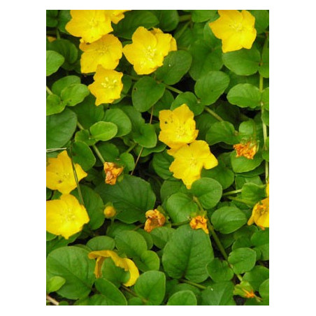 Lysimachia nummularia