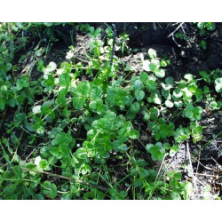 Lysimachia nummularia