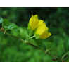 Lysimachia nummularia