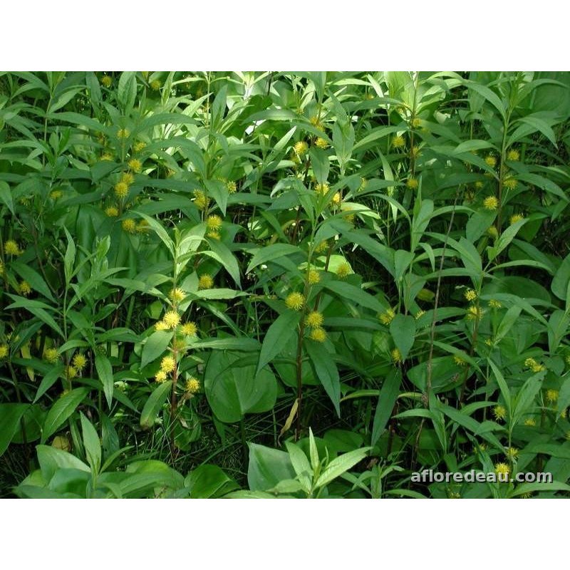 Lysimachia thyrsiflora