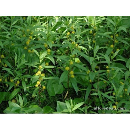 Lysimachia thyrsiflora