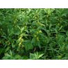 Lysimachia thyrsiflora