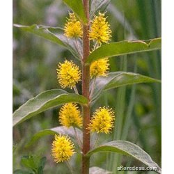 Lysimachia thyrsiflora